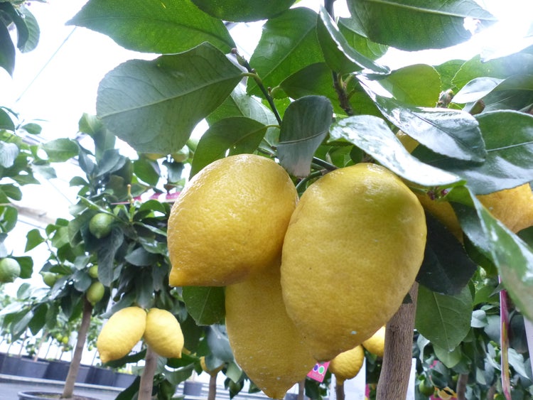 Zitronenbaum Citrus limon mit reifen gelben Zitronen und grünen Blättern.