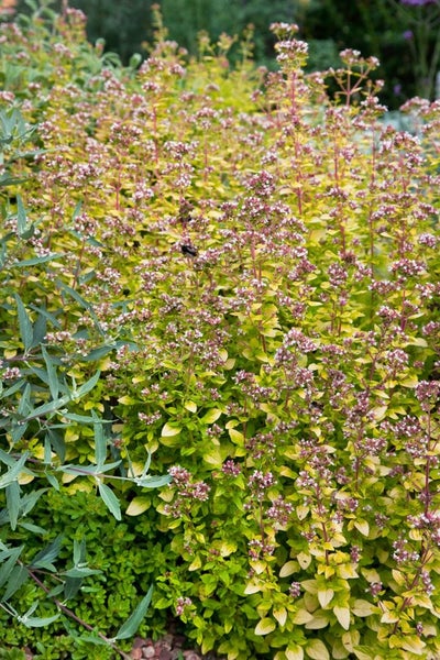 Origanum vulgare 'Aureum', Goldmajoran, aromatisch, ca. 9x9 cm Topf