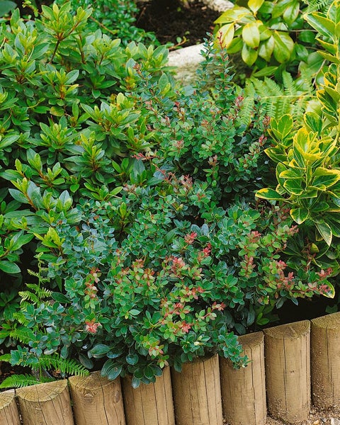 Berberis buxifolia 'Nana', Zwerg-Berberitze, kompakt, 30–40 cm