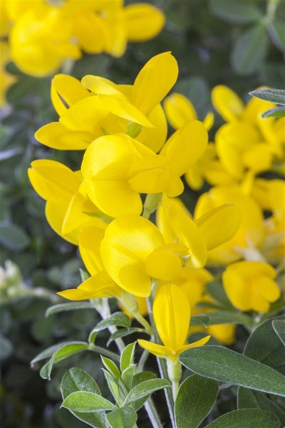 Genista tinctoria, Färber-Ginster, gelb, 30–40 cm