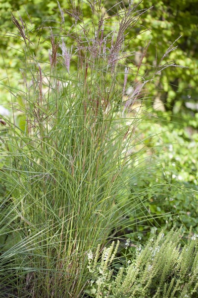 Chinaschilf im Gartenbeet
