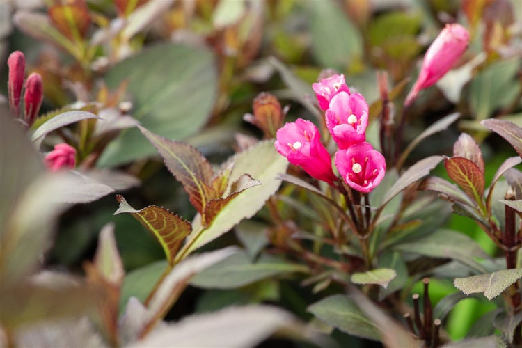 Nahaufnahme einer blühenden Weigelie im Garten.
