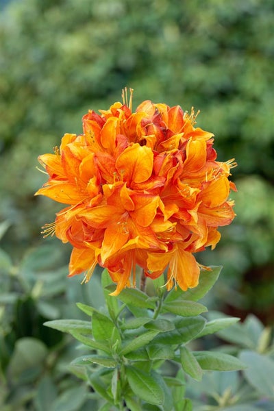 Rhododendron luteum 'Goldflamme', gelb-orange, 30–40 cm