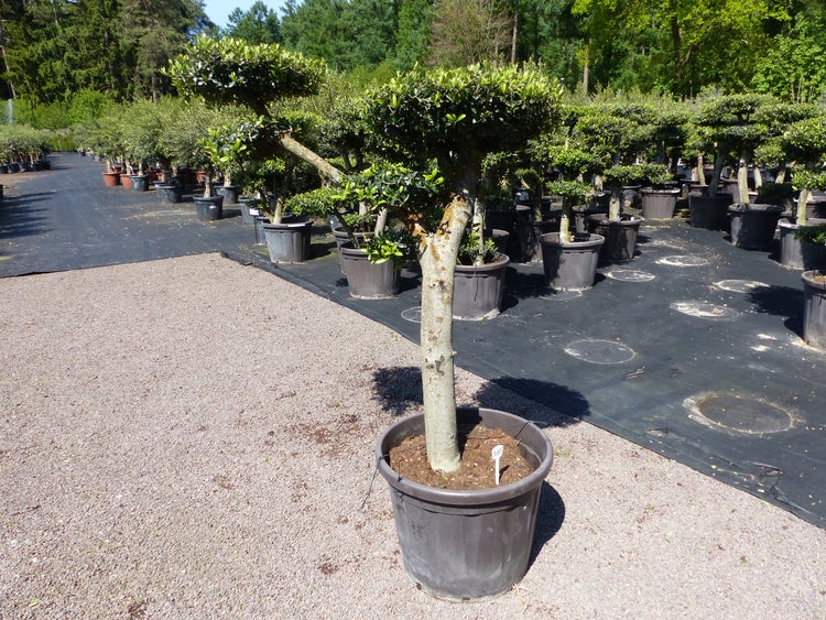 Olivenbaum 6 Pon Pon Bonsai Formgehölz Gartenbonsai Olea europaea Olive winterhart