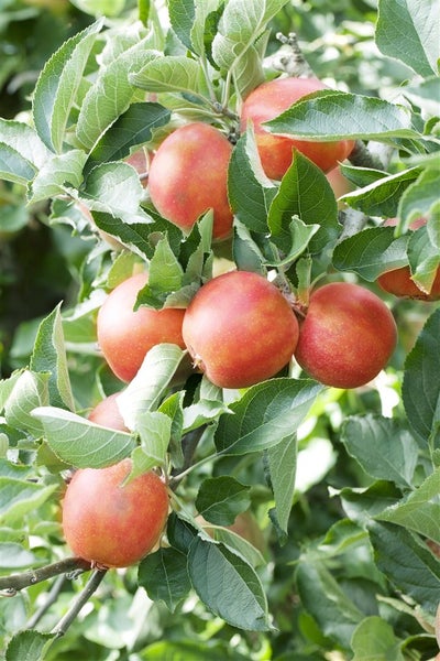 Äpfel hängen an einem Zweig eines Apfelbaums mit grünen Blättern.