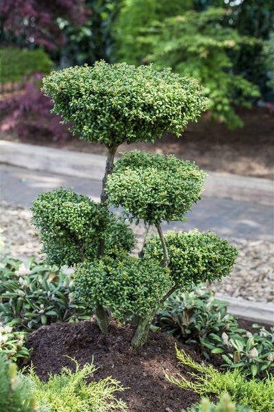 Ilex crenata 'Convexa', Japanische Stechpalme, immergrün, 20–25 cm