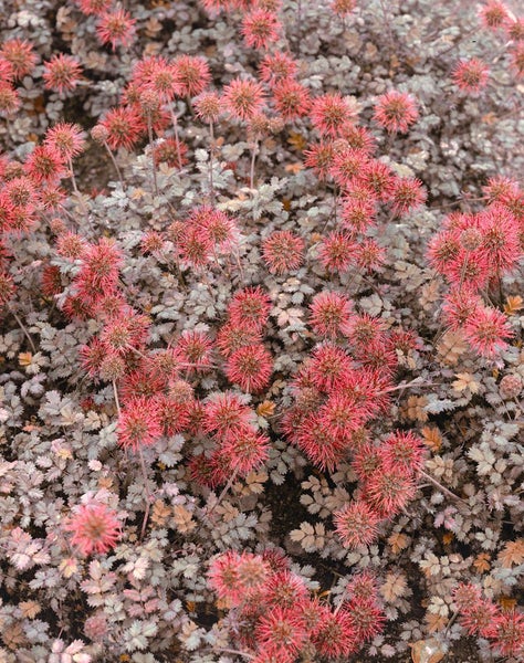 Acaena microphylla 'Kupferteppich', kupferfarben, ca. 9x9 cm Topf