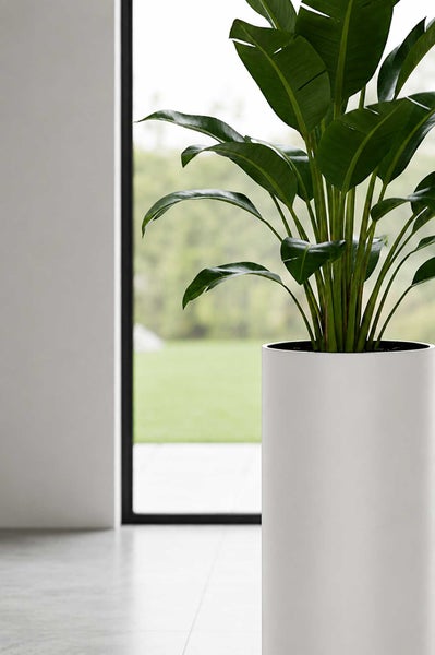 Hohes zylindrisches Pflanzgefäß in Weiß mit einer Strelitzie in einem hellen, modernen Wohnraum vor einem Fenster.