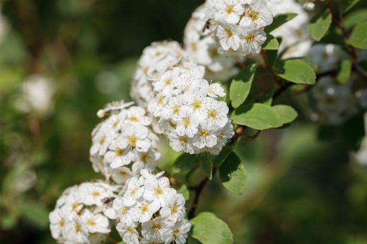 Spiraea vanhouttei, Prachtspiere, weiß, 60–80 cm