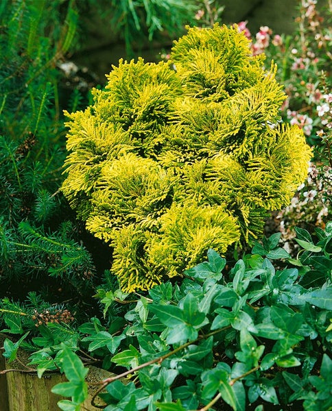 Chamaecyparis obtusa 'Aurora', Hinoki-Scheinzypresse, 15–20 cm