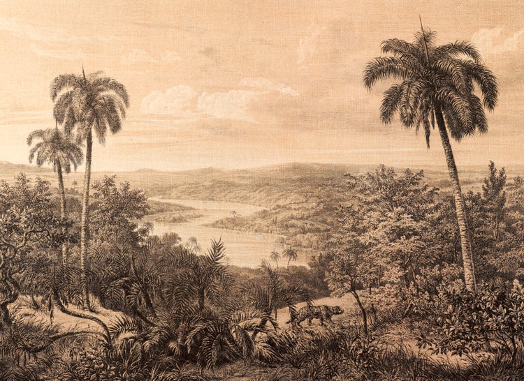 Historische Illustration einer tropischen Flusslandschaft mit Palmen, dichtem Gebüsch und einem Leoparden im Vordergrund.