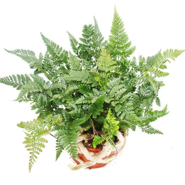 Tarantel-Farn, Vogelspinnen-Farn,Spinnenfarn, Humata tyermannii, Davallia, 12cm Topf