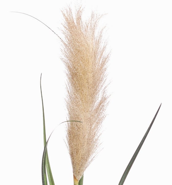 Flauschiger Pampasgraswedel für dekorative Zwecke.