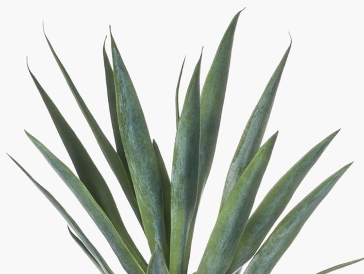 Nahaufnahme einer Yucca-Palme mit strukturierten Staemmen und langen, spitzen gruenen Blaettern.