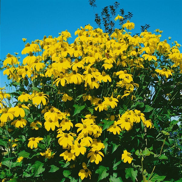 Rudbeckia maxima, Riesen-Sonnenhut, gelb, ca. 9x9 cm Topf