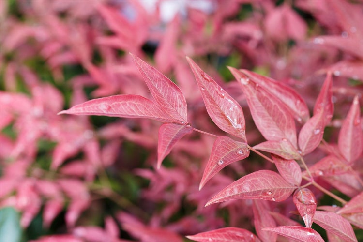 Nandina domestica 'Obsessed', Himmelsbambus, rotlaubig, 30–40 cm