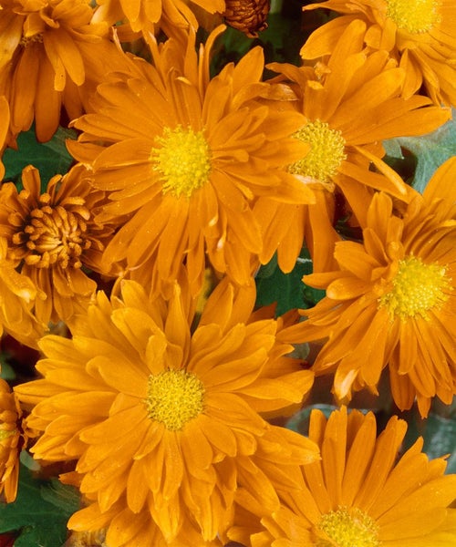 Chrysanthemum x hort.'Havelschwan', Chrysantheme, weiß, ca. 9x9 cm Topf