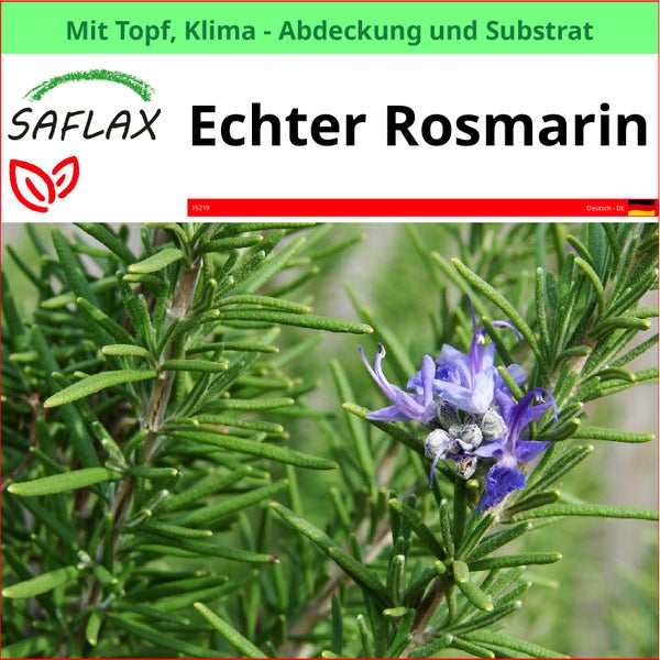 SAFLAX Garden to go - Echter Rosmarin - Rosmarinus officinalis - 100 Samen - Mit Topf, Klima - Deckel und Anzuchtsubstrat