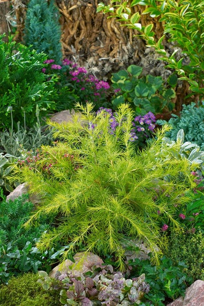 Cedrus deodara 'Golden Horizon', Himalaya-Zeder, goldgelb, 60–70 cm