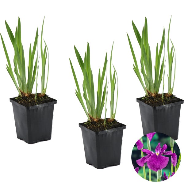 3x Iris 'Kaempferi' – Japanische Schwertlilie – Teichpflanze – Winterhart – ⌀9 cm - ↕20-30 cm