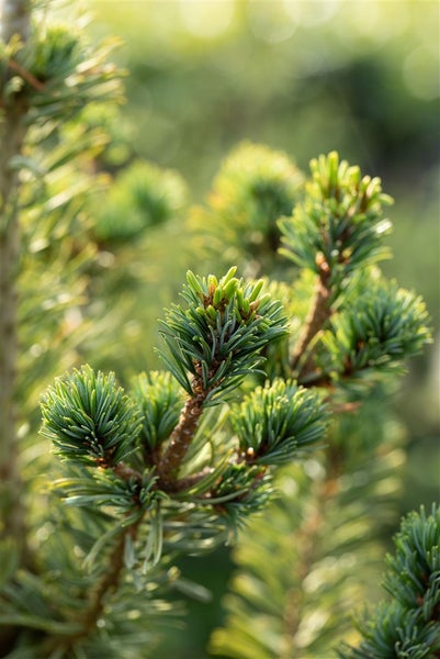 Pinus parviflora 'Tempelhof', Kiefer, 25–30 cm