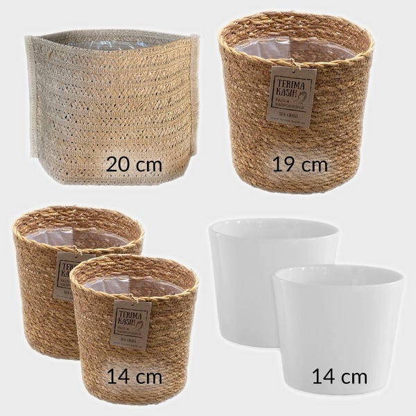 6er Box Zimmerpflanzen Happy Cat- mit Übertöpfen ø 17 cm – Tierfreundliches Set mit Zwergpfeffer, Bergpalme, Nestfarn, Schwertfarn & Glückskastanie - Höhe 15-70 cm