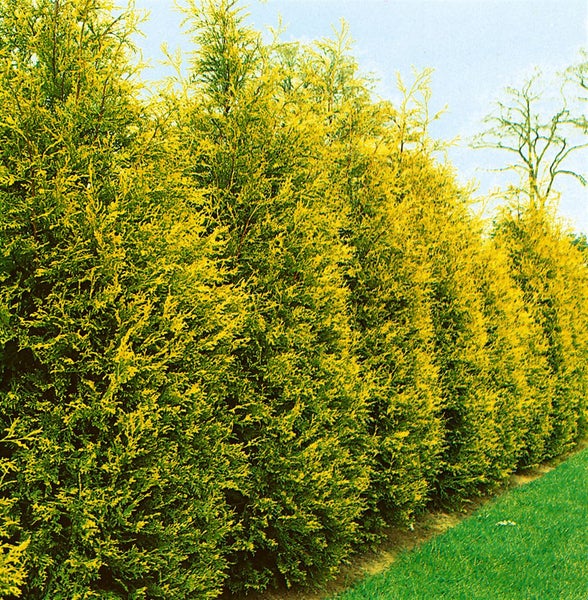 Cupressocyparis leylandii 'Castlewellan Gold', goldgrün, 100–125 cm