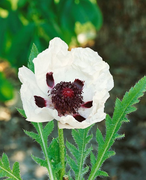 Nahaufnahme einer weißen Mohnblume