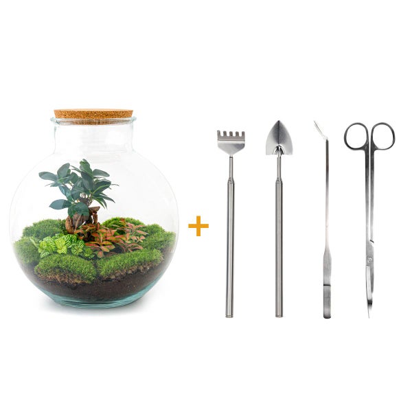 Flaschengarten Bolder Bob DIY-Pflanzenterrarium 30 cm mit Ficus Bonsai incl. Rechen, Schaufel, Pinzette und Schere