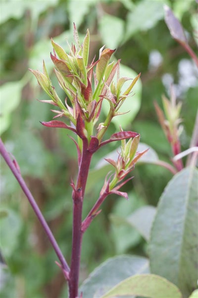 Photinia fraseri 'Little Red Robin', Glanzmispel, rot, 20–30 cm
