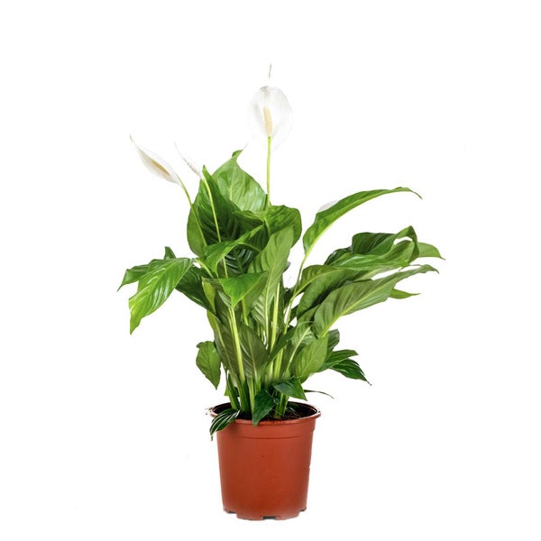 Spathiphyllum 'Bingo Cupido' - Friedenslilie - Zimmerpflanze - Deodorant – ⌀17 cm - ↕65-75 cm