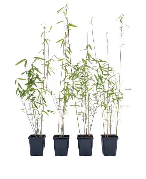 4 x Fargesia nitida Black Pearl 30/40 cm hoch, im 9cm-Topf | HORNBACH