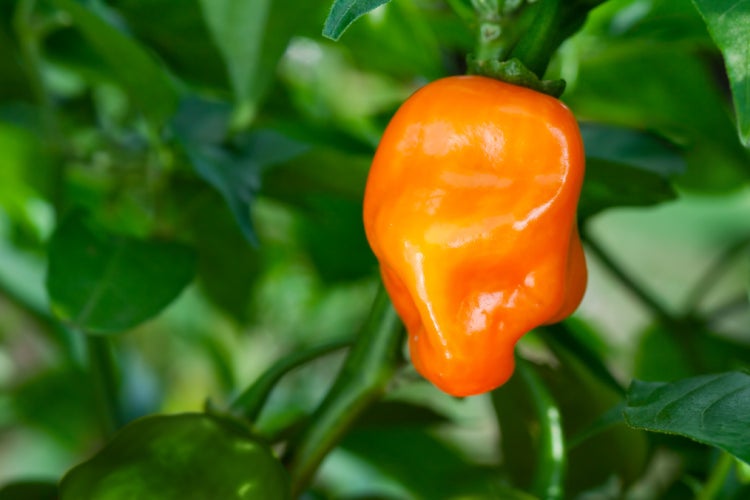 SAFLAX Geschenk Set - BIO - Chili - Habanero Orange - Capsicum annuum - 20 Samen - Mit Geschenkbox, Versandaufkleber, Geschenkkarte und Anzuchtsubstrat