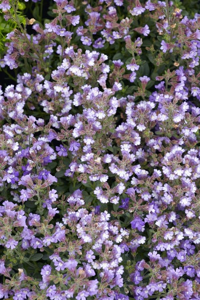 Chaenarrhinum origanifolium 'Blue Dream', blau, ca. 9x9 cm Topf