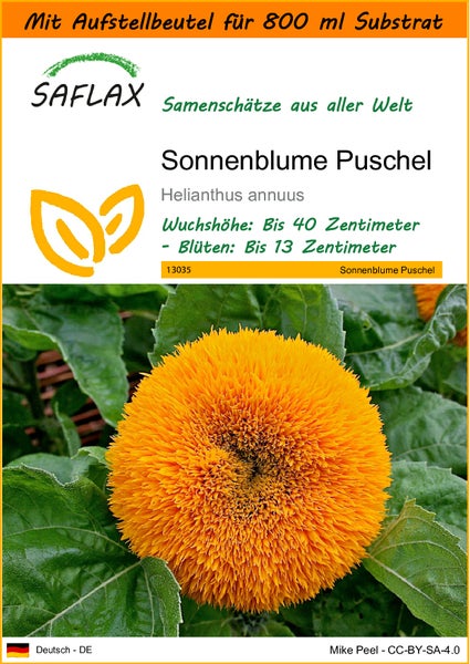 SAFLAX Garden in the bag - Sonnenblume Puschel - Helianthus annuus - 40 Samen - Mit Anzuchtsubstrat im praktischen, selbst aufstellenden Beutel