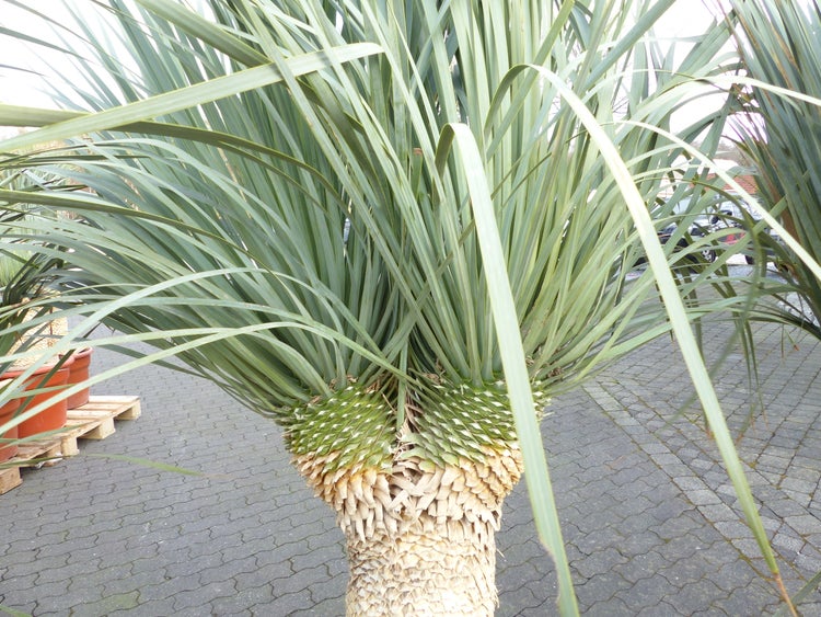 Yucca rostrata mit langen blaugrünen Blättern und einem strukturierten Stamm für den Garten.