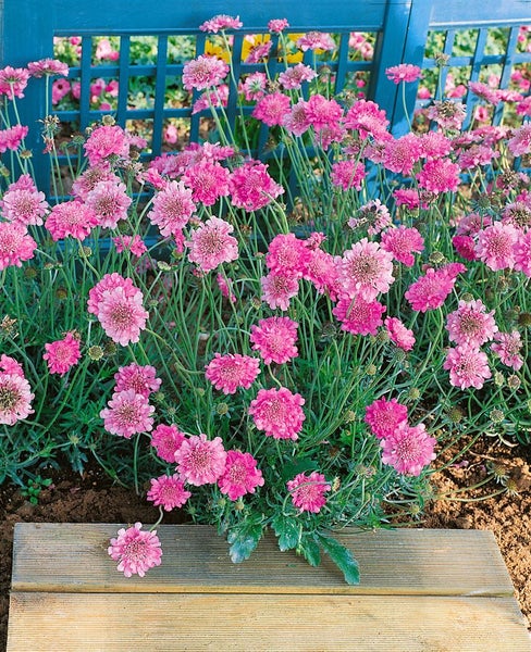Scabiosa columbaria 'Pink Mist', Taubenskabiose, rosa, ca. 11x11 cm Topf