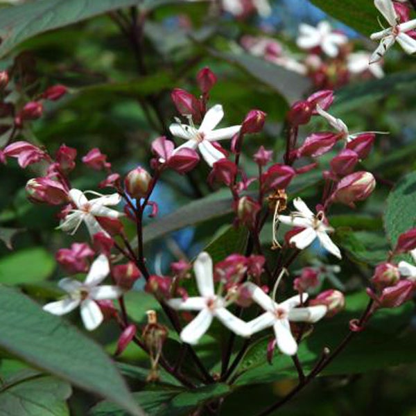 Nahaufnahme einer Harlekinweide mit weißen Blüten und roten Knospen.