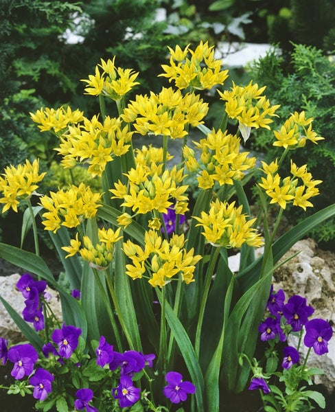 Allium moly, Goldlauch, leuchtend gelb, ca. 9x9 cm Topf