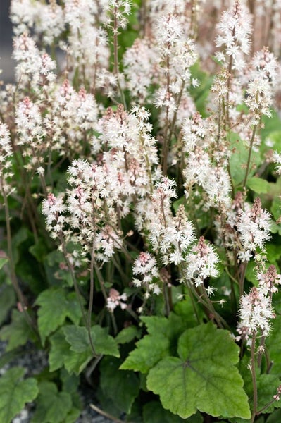 Tiarella laciniata 'Spring Symphony', Schaumblüte, ca. 11x11 cm Topf