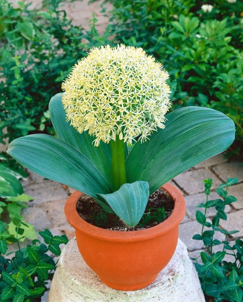 Elegante Kugelblume in Terrakotta-Topf