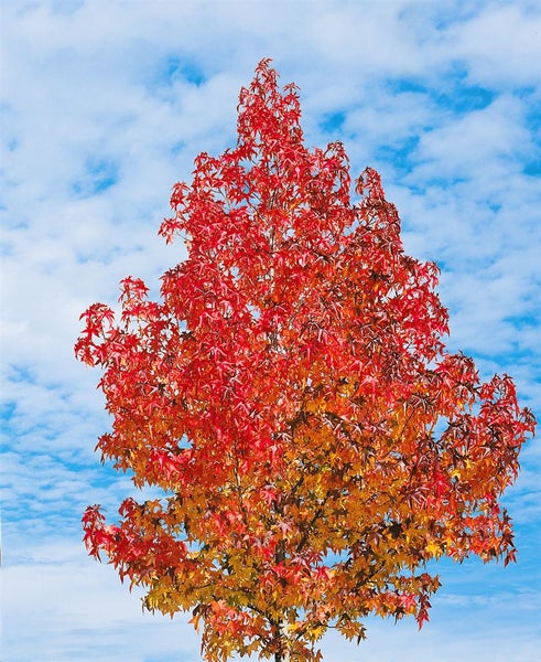 Liquidambar styraciflua, Amberbaum, 60–80 cm