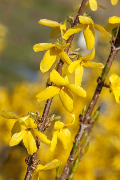 Forsythia 'Week-End' -R-, Forsythie, leuchtend gelb, 60–80 cm