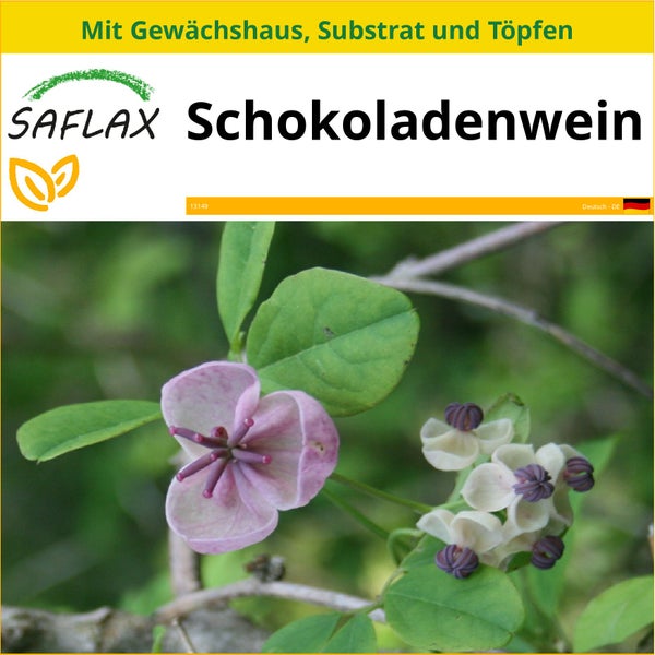 SAFLAX Anzucht Set - Schokoladenwein - Akebia quinata - 10 Samen - Mit Mini-Gewächshaus, Anzuchtsubstrat und 2 Töpfen