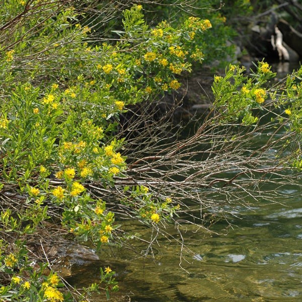 Busch mit gelben Blüten am Ufer