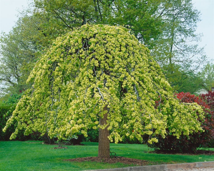Eine Hängeulme mit einer markanten schirmförmigen Krone und dichtem Blattwerk in einem Garten.