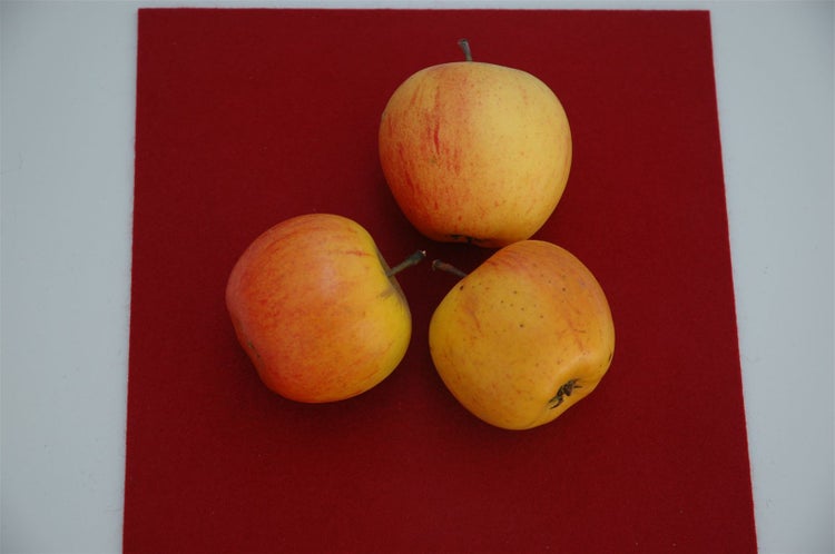 Malus 'Goldparmäne', Apfelbaum, 150–200 cm, aromatisch