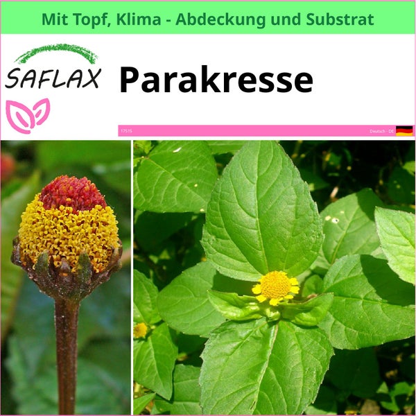 SAFLAX Garden to go - Parakresse - Acmella oleracea - 500 Samen - Mit Topf, Klima - Deckel und Anzuchtsubstrat