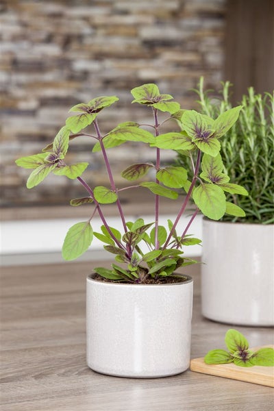 Ocimum basilicum 'Magic Blue', Basilikum, blau-violett, 2 Liter Container