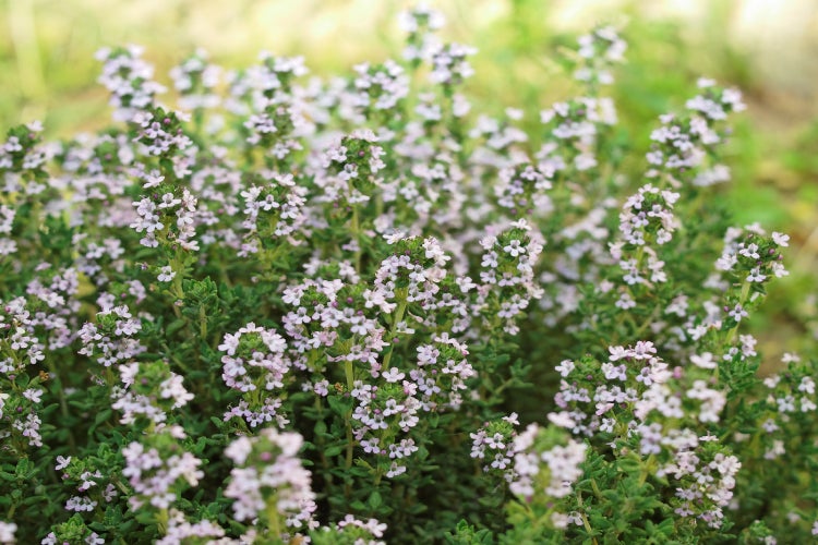 SAFLAX Garden in the bag - BIO - Thymian - Thymus vulgaris - 800 Samen - Mit Anzuchtsubstrat im praktischen, selbst aufstellenden Beutel